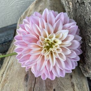 Castle drive dahlia tuber bundle